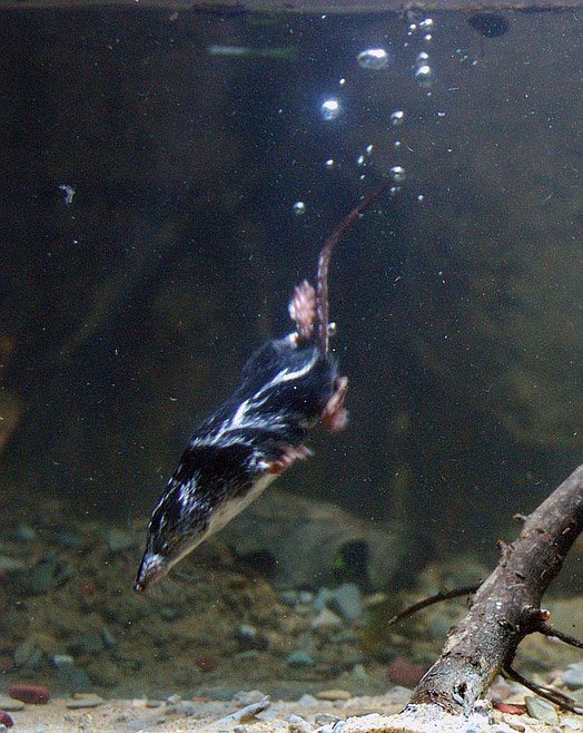 American Water Shrew: A Fascinating Mammal